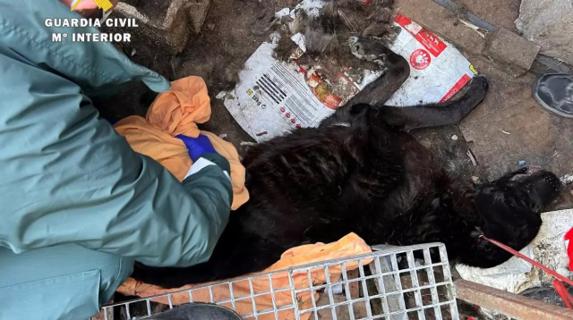 Detenido un hombre de 78 años por el grave abandono de varios mastines en una finca del alfoz de Burgos